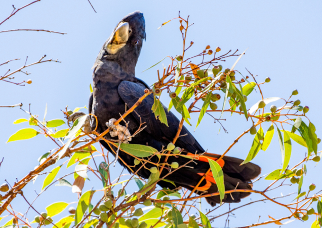 Glossy Black Cockatoo.